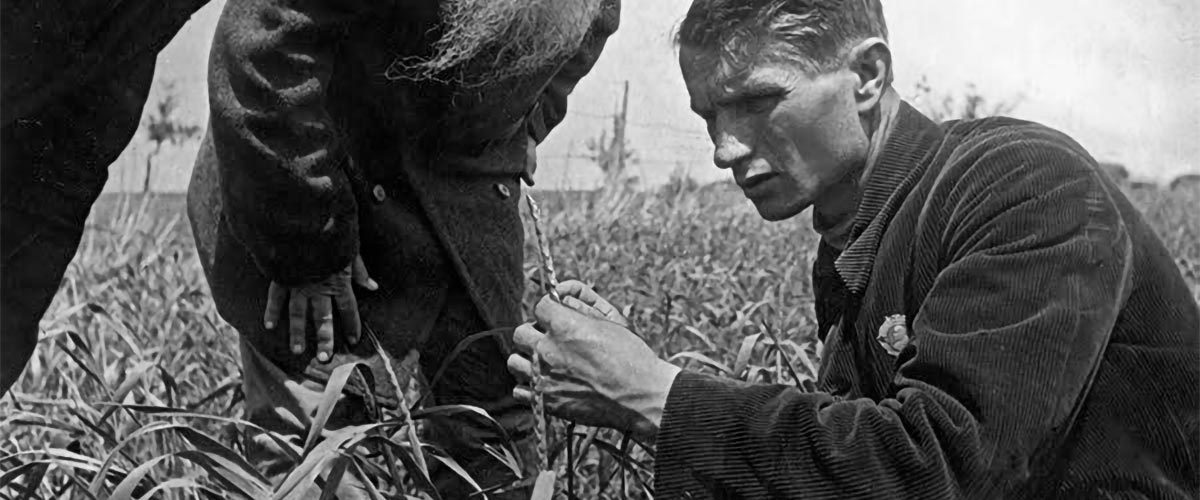 Lysenko observando las espigas de trigo