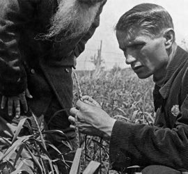 Lysenko observando las espigas de trigo